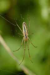 Macro of a beautiful spider on the web