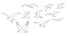 Flock Of Seagulls. Seabirds Flying Together, One Line Seagull And Ocean Birds Vector Sketch Illustration