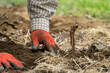 Male gardener's hands planting of a cultivar grapevine in the soil.