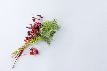 sprigs of purple oxalis and green cosmos on a gray background. flat lay