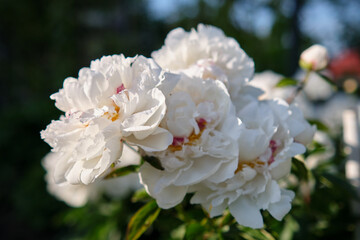 Wall Mural - White peonies in the garden