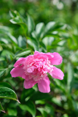 Wall Mural - Tree peony blossoms. Paeoniaceae deciduous shrub. From April to June, flowers of multiple colors such as red