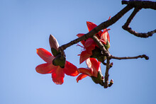 Flowers Red Silk Cotton Tree