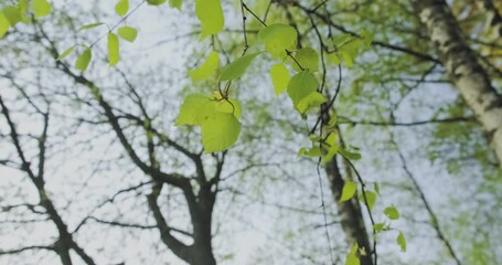 Aufkleber - Green Birch leaves in sunlight swaying on breeze, spring morning