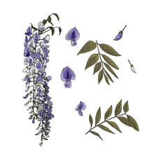 Vector Illustration Of A Set Of Wisteria, Purple Flowers And Leaves. Subtropical Wisteria As A Blank For Designers, Logo, Icon, Print
