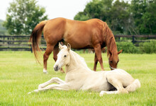 Horse And Foal In Field