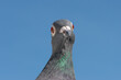 Portrait of a racing or homing pigeon looking into the camera.