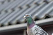 Portrait of a racing or homing pigeon posing in front of a roof
