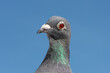 Portrait of a racing or homing pigeon looking into the camera.