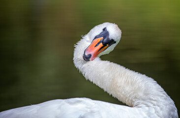 Sticker - Close up of a Mute Swan with neck bent into unusual S shape