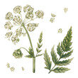 Watercolor illustration with vintage cow parsley. Anthriscus sylvestris isolated on white. Botanical collection.