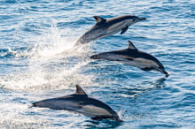 Long-beaked Common Dolphin Swimming And Jumping Near San Diego Harbor, California.