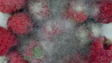 Raspberries Rot And Grow Moldy Timelapse