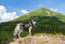 Blue Eyed Beautiful Smiling Siberian Husky Dog With Tongue Sticking Out In Front Of Petros Mountain, Carpathians