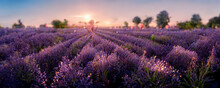 Panorama Of The Lavender Field At Sunset. Lavender Garden, Provence. Beautiful Sunset. Blurred Background, Bokeh Light. 3D Illustration.