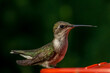 Ruby Throated HUmmingbird