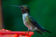 Ruby Throated HUmmingbird