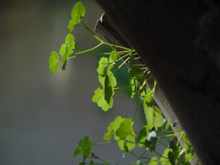 planta verde