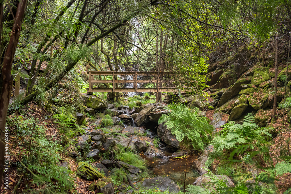 Blurred leaves and dense vegetation flanking rocks and a small stream ...