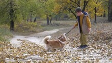 Happy Joyful Little Boy Walking With His Corgi Puppy In Beautiful Autumn Forest