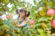 Leinwandbild Motiv Beautiful young woman picking apples on a farm. Happy farmer grabbing an apple in an orchard. Fresh fruit produce growing in a field on farmland. The agricultural industry produces in harvest season