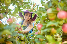 Beautiful Young Woman Picking Apples On A Farm. Happy Farmer Grabbing An Apple In An Orchard. Fresh Fruit Produce Growing In A Field On Farmland. The Agricultural Industry Produces In Harvest Season