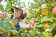 © Jade Maas/peopleimages.com - Young woman picking apples from a tree. Cheerful female grabbing fruits in an orchard during harvest season. Fresh red apples growing on an organic farm. Farmer harvesting fruit from trees outdoors
