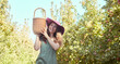 © Jade M/peopleimages.com - Portrait of a happy woman holding basket, picking fresh apples from a tree on sustainable orchard farm outside on sunny day. Cheerful farmer harvesting juicy nutritious organic fruit in season to eat