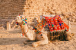 Bedouin camel on background of pyramid of Giza in Cairo Egypt sunset. Banner travel Egyptian