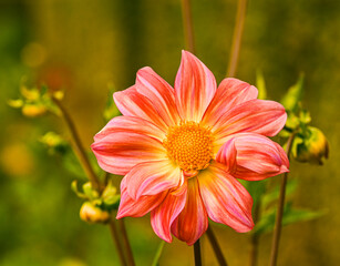 Sticker - Beautiful close-up of a bicolor dahlia