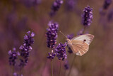 Fototapeta Lawenda - motyl na kwiatku lawendy o zachodzie słońca	