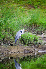 Poster - A beautiful grey heron bird in the forest.