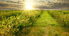 Plantation Of Aronia Shrubs In Sunset With Sunbeam. Aronia Chokeberries Growing In A Field With Sun, Summer Yellow Soft Colors. Good Health, Antioxidant Rich, Superfruit. Agricultural Marketing Image