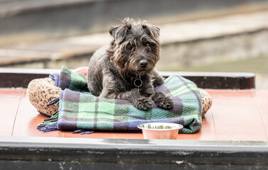 cute small terrier dog laying on a blanket looking at the camera eye contact scruffy fur