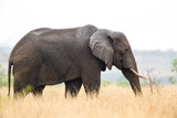 Fototapeta Sawanna - African elephant bull with big tusks eating alongside the road in the Kruger Park, South Africa	