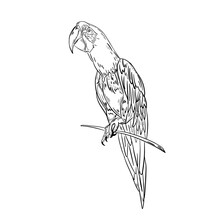 Parrot Bird Portrait .Doodle Hand Drawn Style ,vector Illustration.Black Line Sketch
