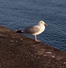 Wall Mural - seagull on the beach