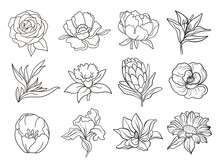 Vector One Line Black Illustration Graphics Flowers Set On White Isolated Background