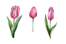 Hand Drawn Watercolor Spring Flower Illustration Isolated On White Background. Pink Watercolour Tulip Bulbs, Buds And Flowers Cliparts. Spring Florals Sublimations