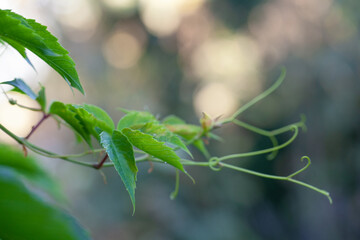 Wall Mural - Green leaf on forest greenery background with blurred bokeh light