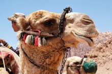 Close Up Of Head Of Camel During Trip On Wadi Rum Desert In Jordan