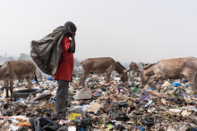 Lonely Arrican Boy Standing In A Landfill With A Black Plastic Bag On His Shoulder Looking For Reusable Material, Surrounded By Hungry Garbage Grazing Donkeys