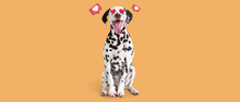 Funny Dalmatian Dog With Hearts Instead Of Eyes On Orange Background