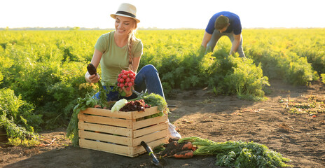 Wall Mural - Female farmer gathering fresh vegetables in field