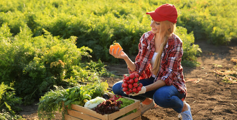 Wall Mural - Female farmer gathering ripe vegetables in field