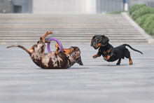 Funny Dachshunds Playing In The Park