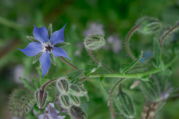 Borage Borago officinalis, also known as a starflower plant