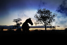 Standing Horse Silhouette Between Trees At Sunset