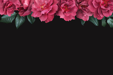 Wall Mural - Floral banner, header with copy space. Red roses isolated on dark grey background. Natural flowers wallpaper or greeting card.