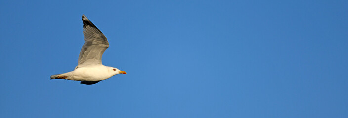 Wall Mural - Mittelmeermöwe // Yellow-legged gull (Larus michahellis) - Axios Delta, Griechenland